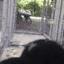 :monke: