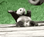 :pandadance: