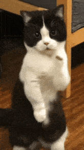 cat-dance-dancing-cat.gif.f1d48fb15f689b0ba35647fdc587d191.gif
