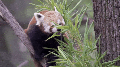 eats-ezgif.com-optimize.gif.2267a1dc5fc998fc3cb382696fa96e6a.gif